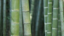 如何利用多模态融合技术实现特种行业许可证信息的毫秒级定位与提取