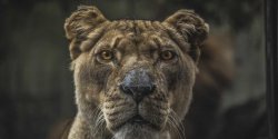 在Python中如何优化处理高分辨率图片以精确查找白色圆形区域
