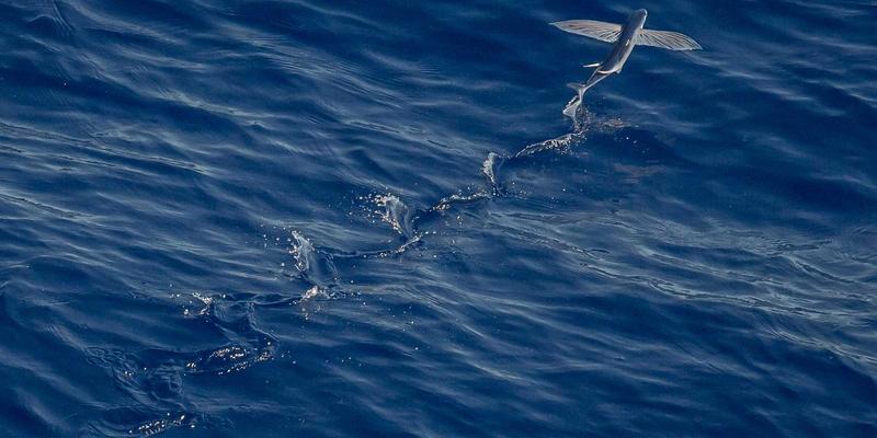 JavaScript中的ArrayBuffer怎么用?
