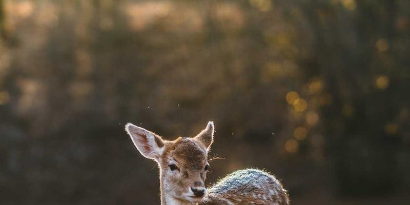 在 Go 中无需手动编写 String() 方法如何自动生成枚举名称映射