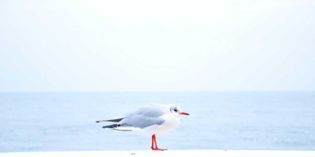 如何清除JavaScript记忆化函数缓存