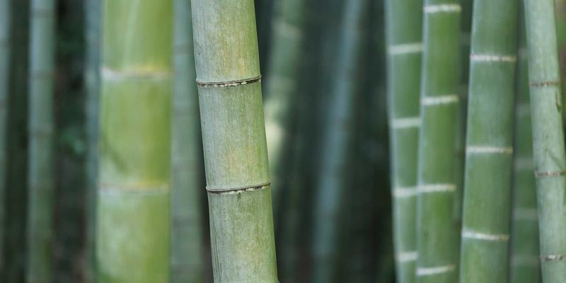 C#如何搭建私有NuGet服务器?Verdaccio和BaGet的使用方法是什么