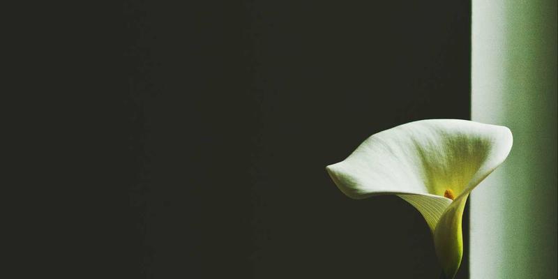 Pandas怎么填充缺失值?fillna(0)与ffill/bfill前后向插值填充技巧详解