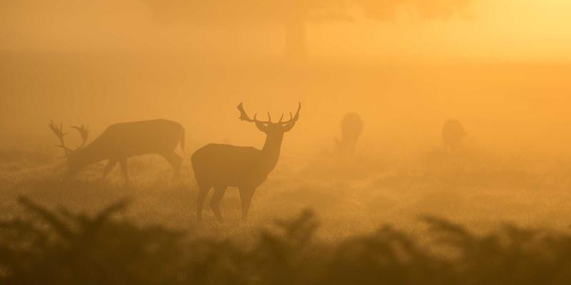 Apache代理缓存中no-cache和no-store到底有什么区别?