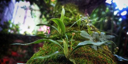 EcoWebHosting英国VPS怎么买？可再生能源绿色数据中心方案值得选吗
