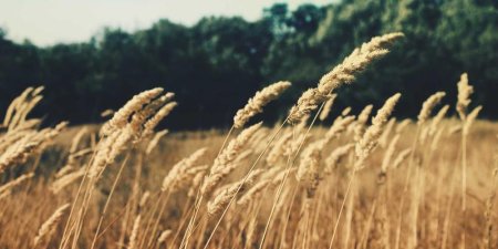 Apache 文件描述符耗尽导致崩溃该如何排查与解决？