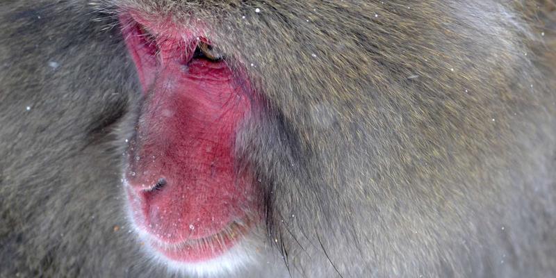 Android端如何实现联邦学习?移动端分布式训练与隐私保护实践